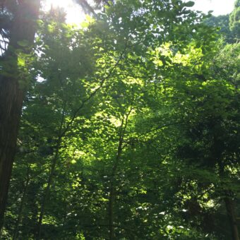 背中の痛みは鍼で治ります