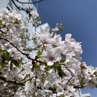 花粉症がましになるツボに鍼灸治療