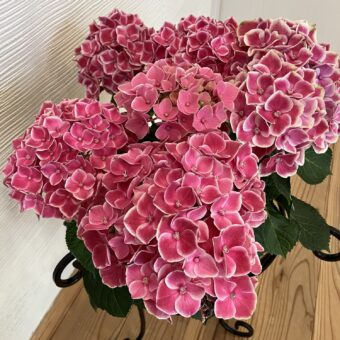 ギックリ腰が急増してます