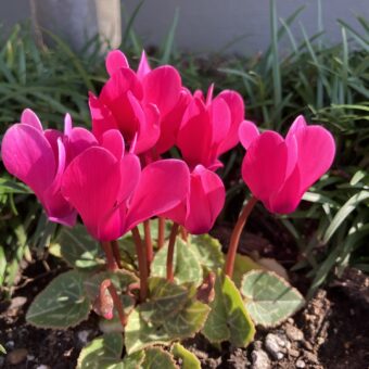 不妊治療について