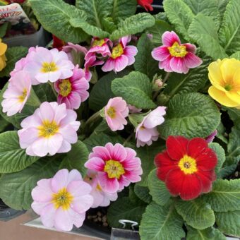 不妊治療しています