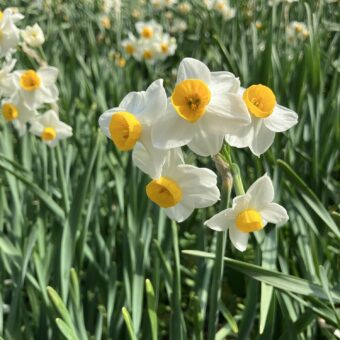 耳の詰まり感、耳鳴り、難聴が良くなる鍼灸治療