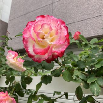 捻挫の痛みがなかなか治らない